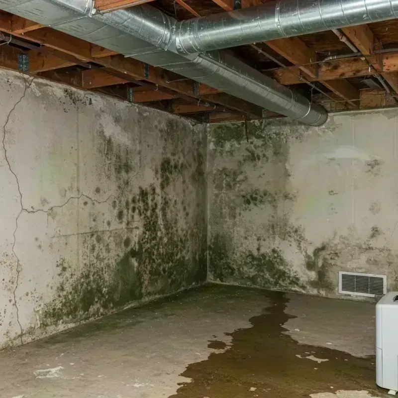 Professional Mold Removal in Scotts Bluff County, NE